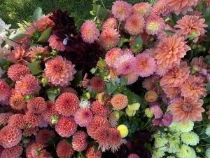 Dahlias