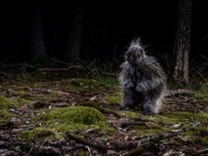 Discover the Wild Side of Mountaintop with Carla Rhodes