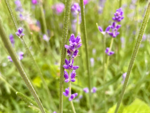 backyard-herbalism-stinging-nettle-botanics-catskill-ny