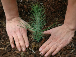 Earth-day-family-activities-plant-a-tree-siuslaw-model-forest-great-northern-catskills