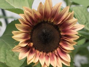 Plum Sunflowers