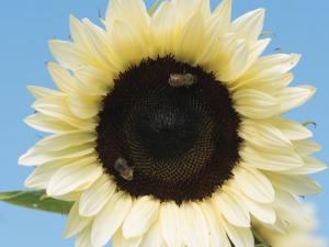 White Nite Sunflowers
