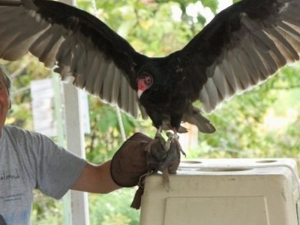 Scribner's-catskill-lodge-birds-of-prey