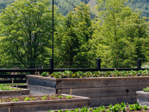 Scribner-edible-garden-workshop-hunter-ny