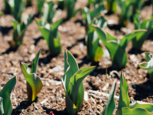 Scribner-edible-garden-workshop-hunter-ny