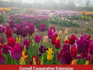 Meadowbrook farm summer cut flowers