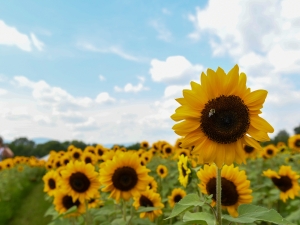 meadowbrook-farm-sunflower-and-sangria-festival
