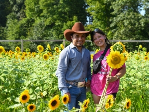 pick-your-own-sunflowers-meadowbrook
