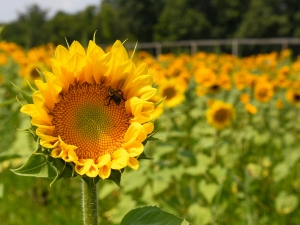 meadowbrook-farm-sunflower-and-sangria-festival