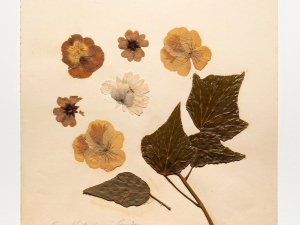 close-looking-at-art-thomas-cole-herbaria-catskill-ny