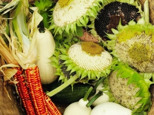Thomas Cole Harvest Festival 