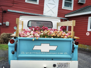 tulips-kaaterskill-market-catskill-ny