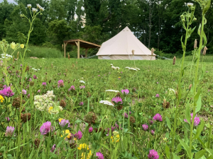 Wild-Hudson-valley-cairo-ny-eco-camp-nature-workshop
