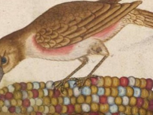 Wild-Hudson-Valley-birdwatching-walk-Cairo-ny