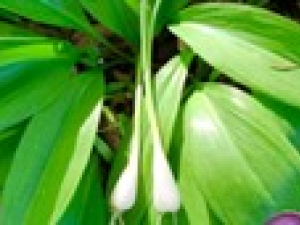 Wild-Hudson-Valley-leeks-Cairo-NY