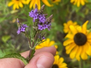 Wildflower walk