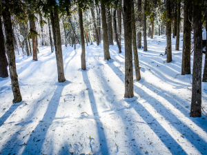 Winter+Tree+ID-mountain-top-arboretum
