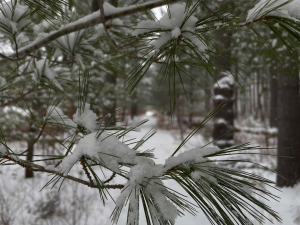 Winter+Tree+ID-mountain-top-arboretum
