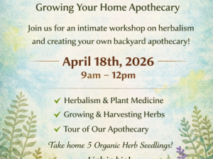 backyard-herbalism-stinging-nettle-botanics-catskill-ny