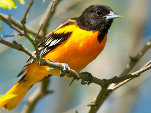 bird-id-walk-larry-federman