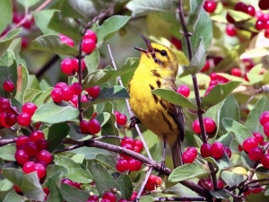 Bird Walk with Larry Federman - Piaule