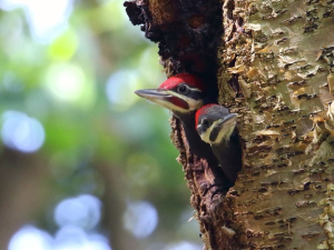 birding-with-larry-federman-piaule