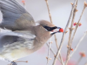 birds