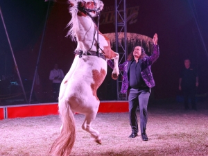 Zerbini circus at Cairo