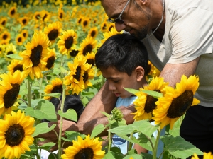 pick-your-own-sunflowers-meadowbrook