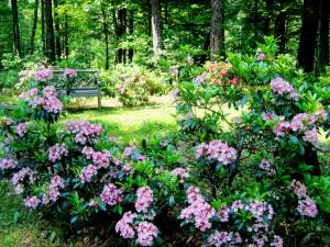 mountain-top-arboretum-tannersville-ny