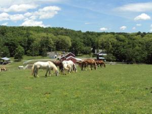 K & K Equestrian Center