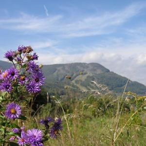 Catskill Mountains with flowers in the foreground