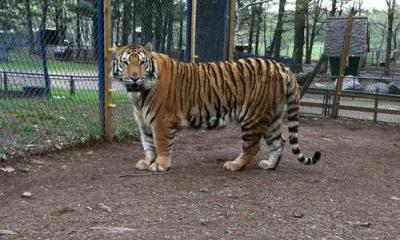 bailiwick ranch and discovery zoo