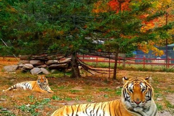 Bailiwick Ranch & Animal Park