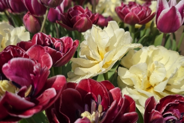 Meadowbrook Farm Catskills