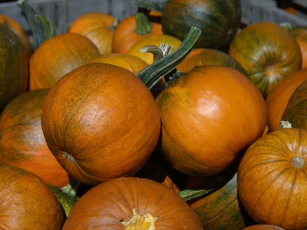 farmers market pumpkins