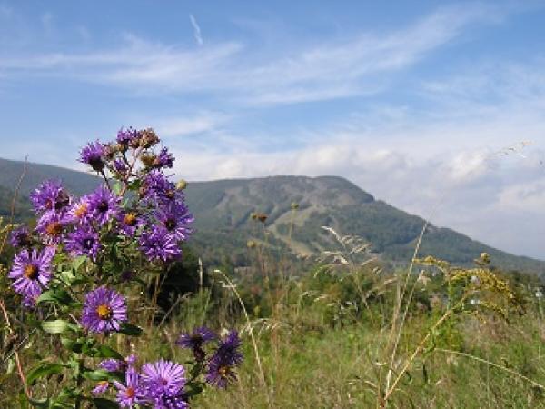 Catskill Mountain with purple flowers in foreground