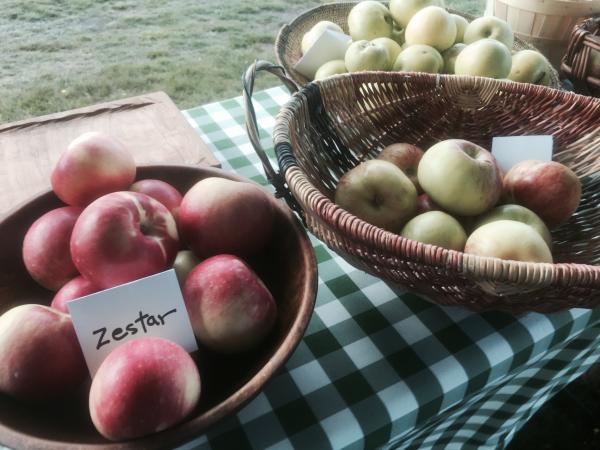 Basket of Apples at farmers market 