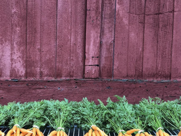 carrots infant of a barn