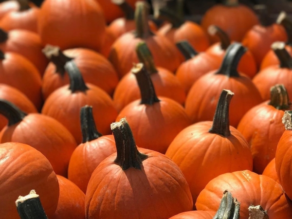 Pumpkins 