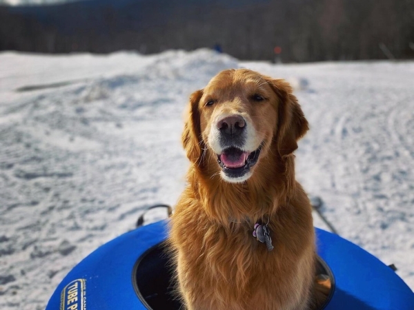 Dog in the snow