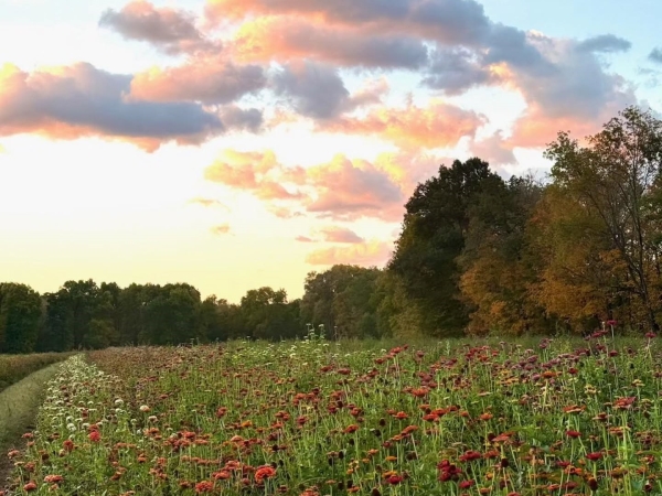 Flower Field