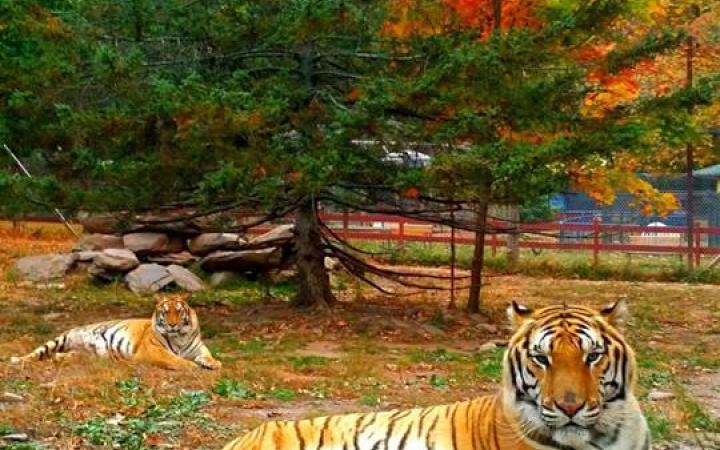 Bailiwick Ranch & Animal Park