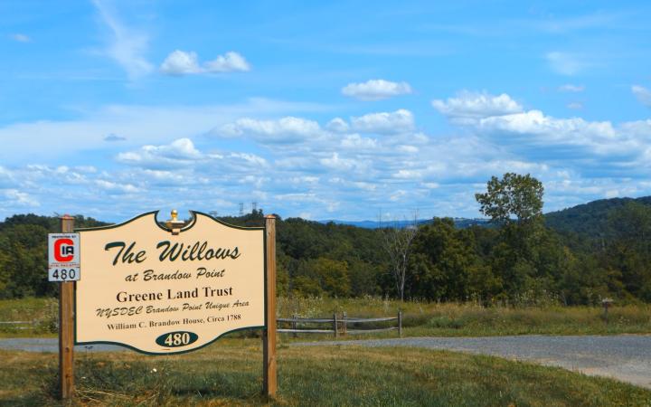 The willows