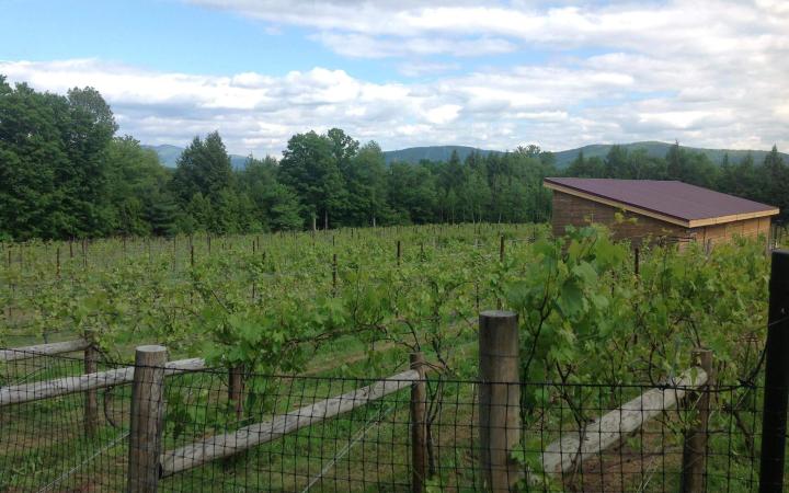 Grapes growing at the Vineyard at Windham