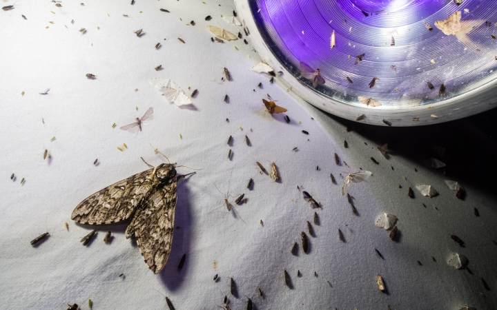 Moths