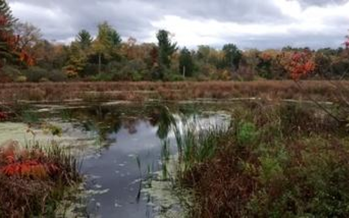 Vosburgh-wildlife-management-area-great-northern-catskills-bird-watching-and-hiking