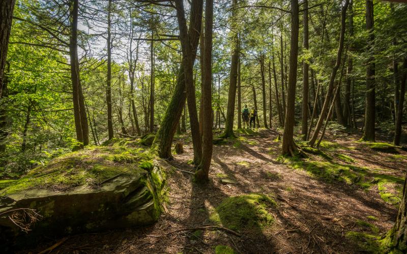 Scenic Tree Lined Country Road In The Catskill Mountains Of