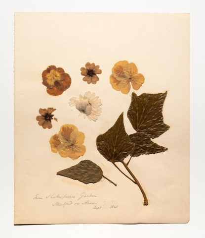 Herbaria-thomas-cole
